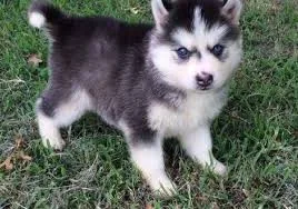 Blue eyes siberian husky puppies for reh