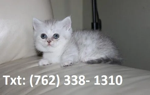 Tkjswri munchkin kittens