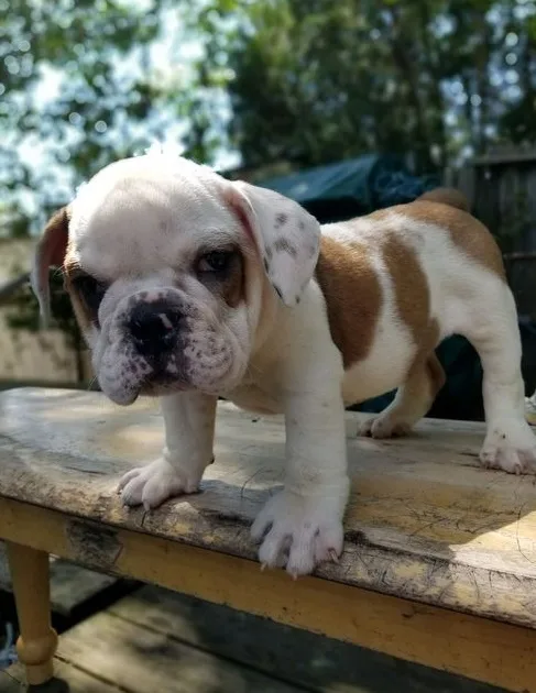 Bulky english bulldog puppies for sale