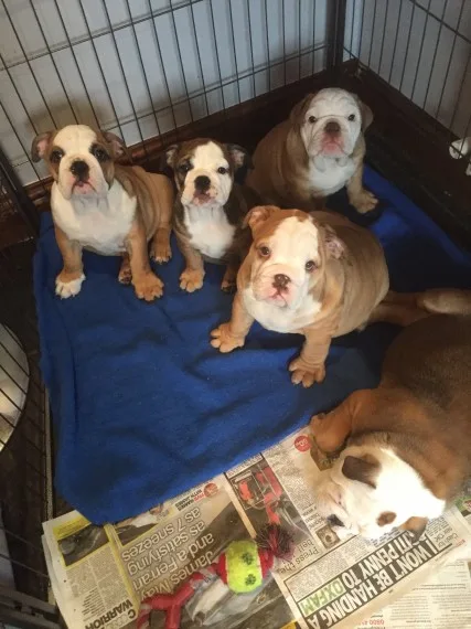 5 beautiful reg english bulldogs for