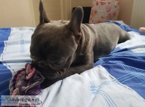 Blue french male for a lovely home