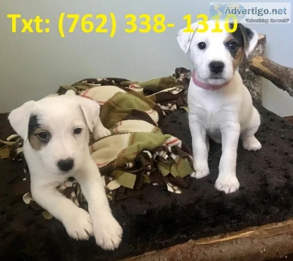 Sfwlah jack russels terrier puppies