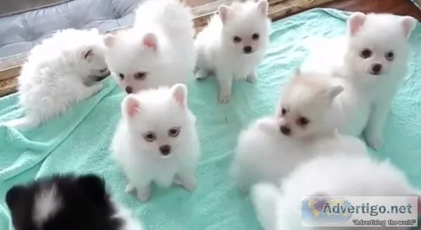 Pomeranian puppies for sale