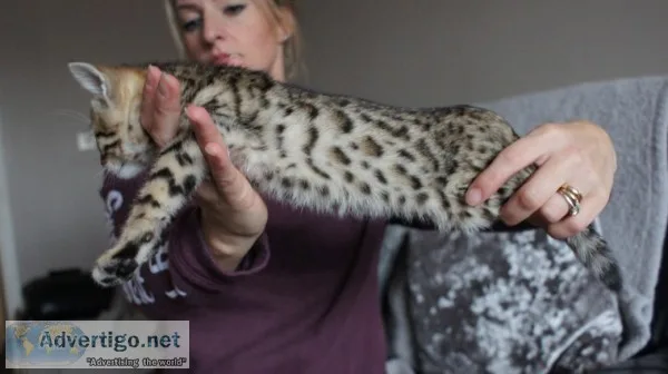 Pedigree bengal lovely kittens