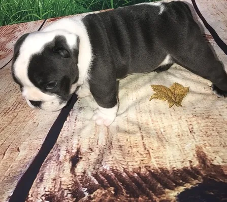 Beautiful akc english bulldog puppies 
