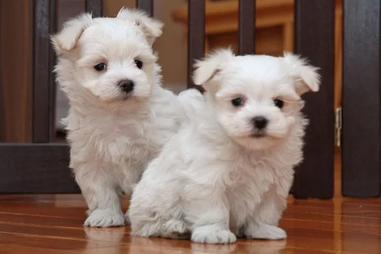 Registered maltese puppies for re-homi