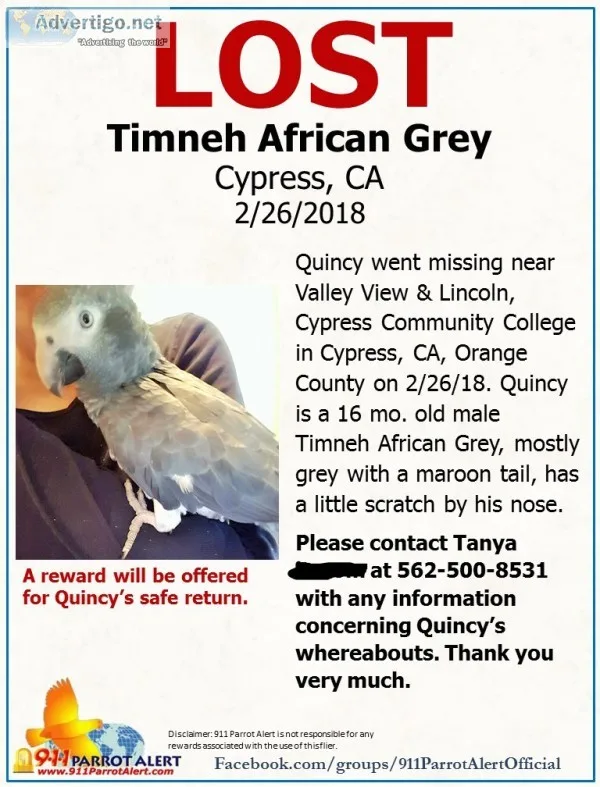 Lost africa grey timneh