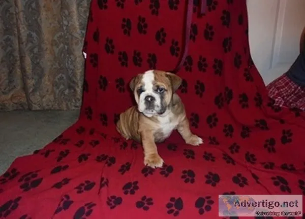 Charming english bulldog puppies 