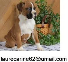 Cute males and female boxer puppies