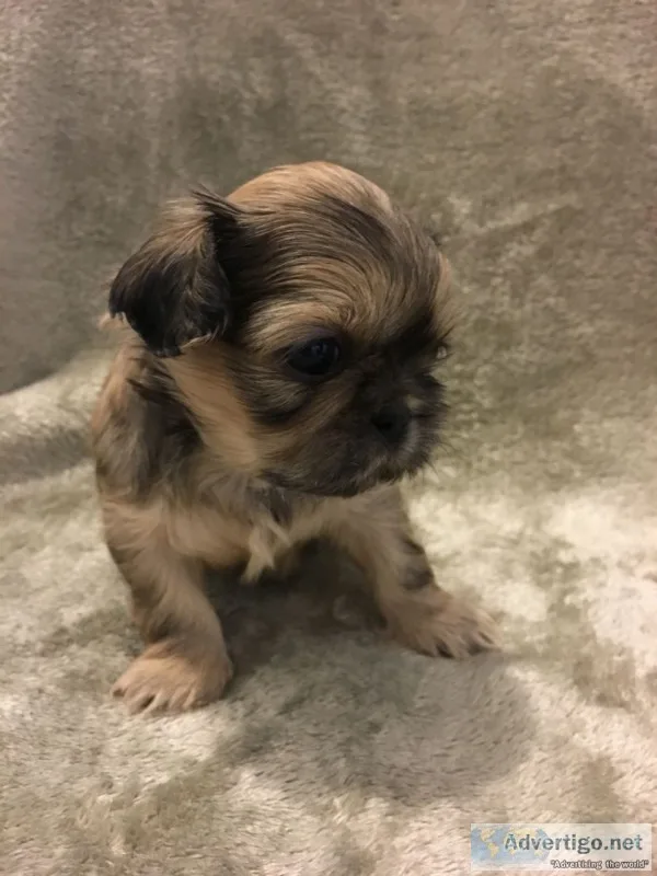 Stunning, akc registered ready 
