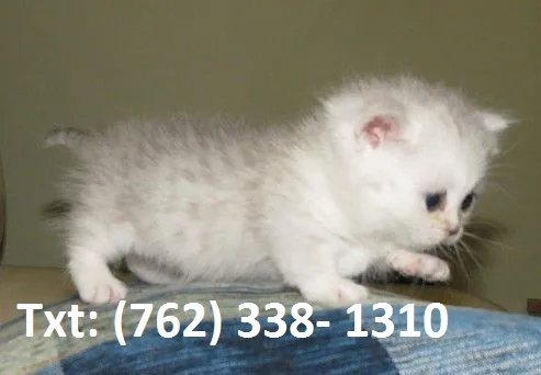 Dkjwyeh munchkin kittens