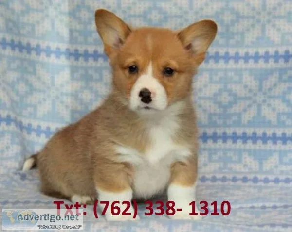 Mtwut pembroke welsh corgi puppies 