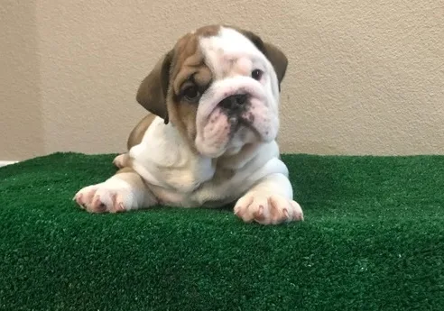 Home raised english bulldogs for sale