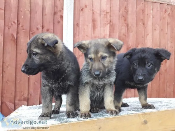 Beautiful german shepherd puppies ready