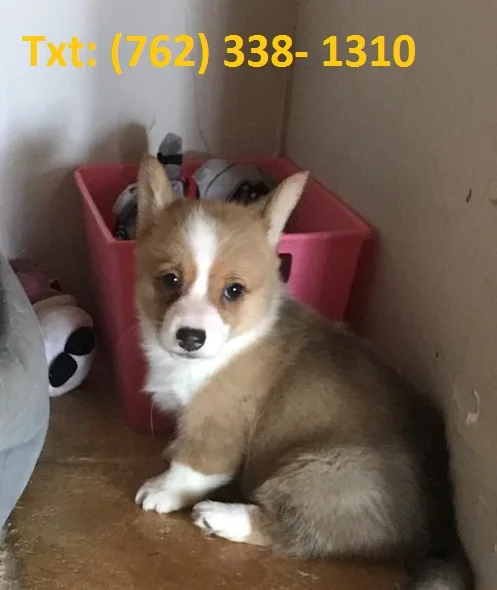 Lanbr pembroke welsh corgi puppies