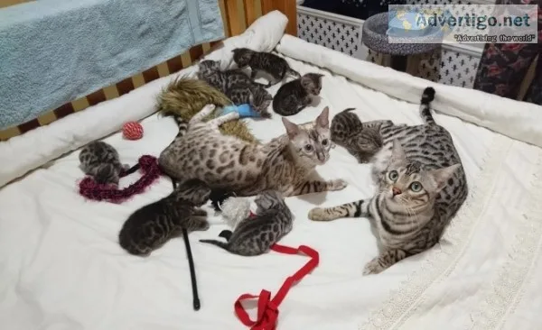 Loving pedigree bengals kittens