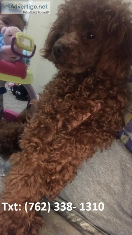 Bsrable toy poodle puppies