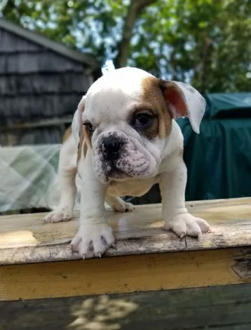 Fresh liter m/f bulldog puppies