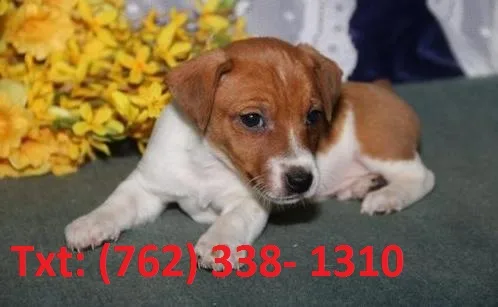 Cpuwlks jack russell terrier puppies