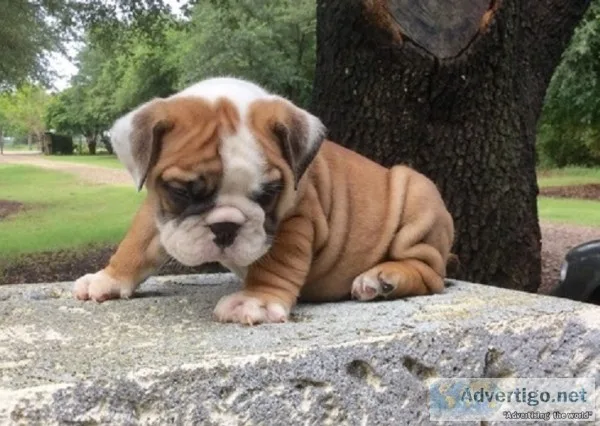 Newest liter english bulldogs ready