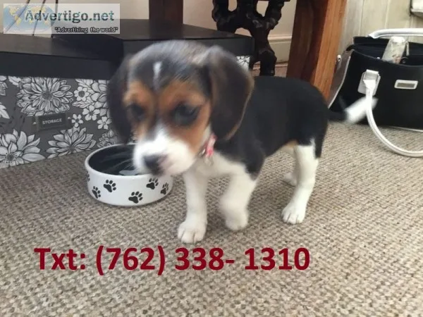 Mqope beagle puppies