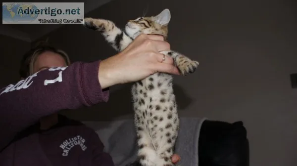 100% pure bengal kittens ready now