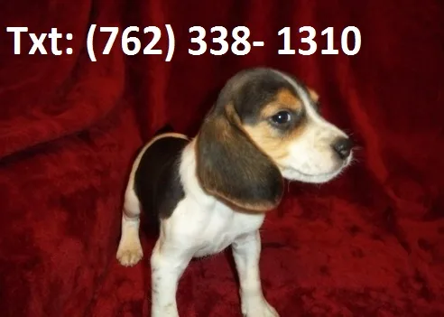 Wysphl beagle puppies