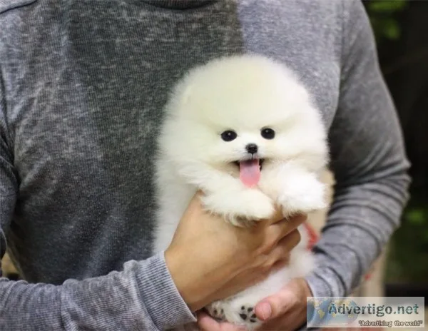 Iisiihd pomeranian puppies for sale