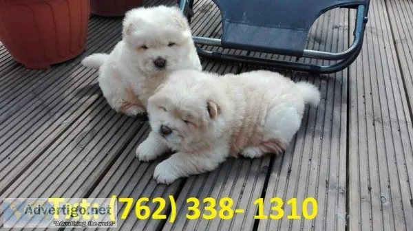 Wsif chow chow puppies