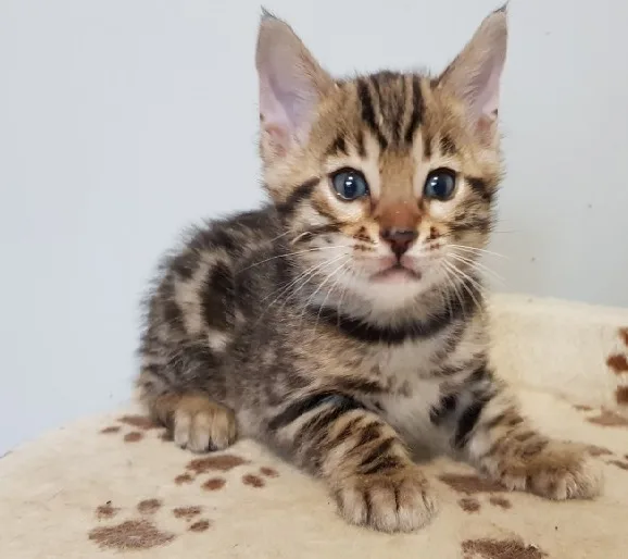 Our true bengals bob is available