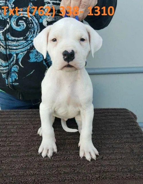 Kymwk dogo agentino puppies
