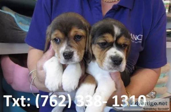 Dhjhp beagle puppies