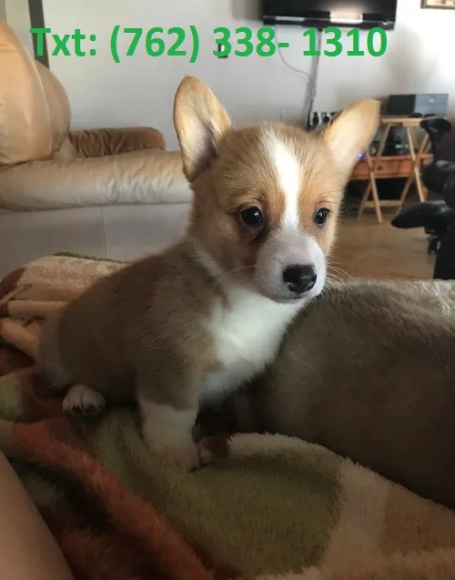 Pykcs pembroke welsh corgi puppies
