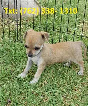 Dfch chihuahua puppies