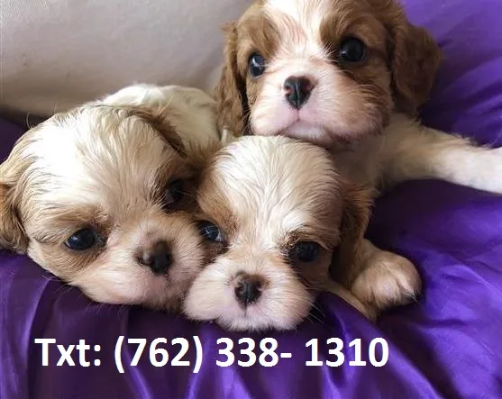 Lhak cavalier king charles spaniel puppi