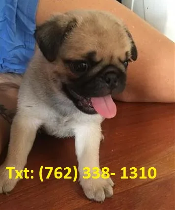 Dhev pure bred pug puppies fawn