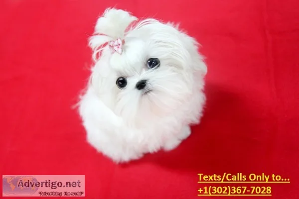 Gorgeous home raised tea cup maltese pup