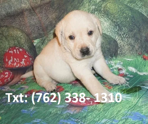 Plkd labrador retriever puppies