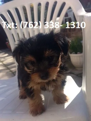 Bzafr yorkshire terrier puppies