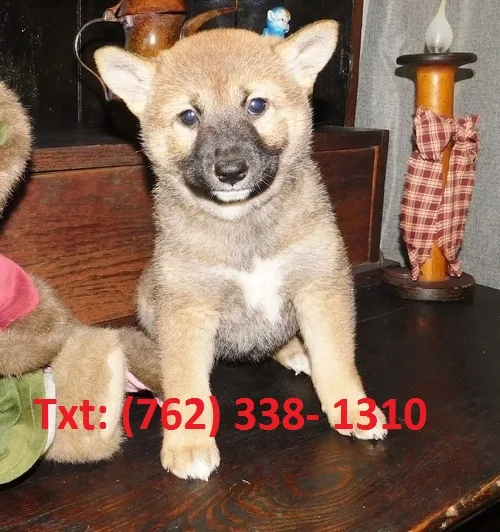 Cfdh shiba inu puppies