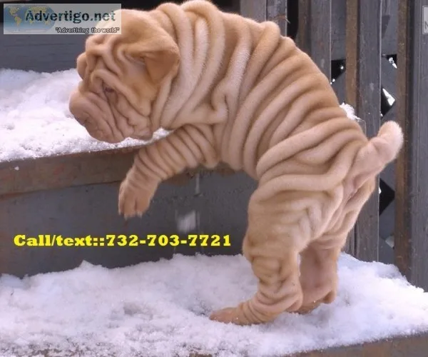 Energetic chinese shar pei puppies