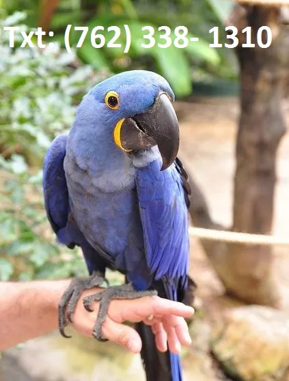 Mlat hyacinth macaw parrots