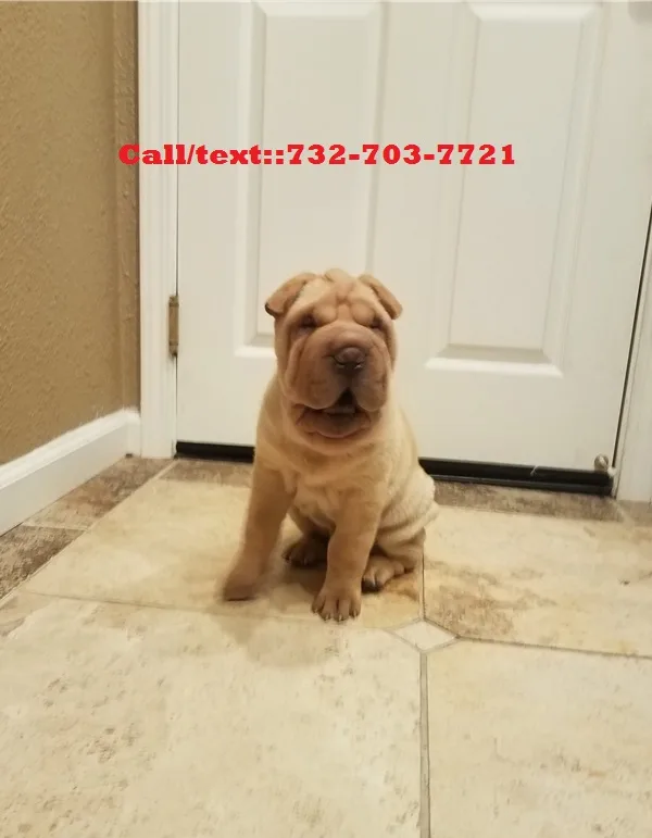Curled up chinese shar pei puppies