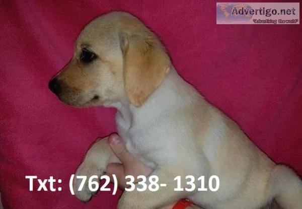 Fislk labrador puppies