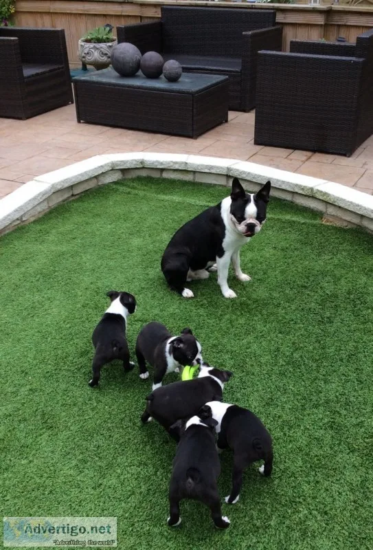 Beautiful akc registered boston terrier 