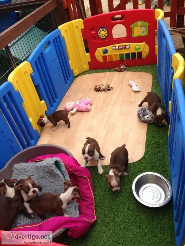 Akc registered boston terrier