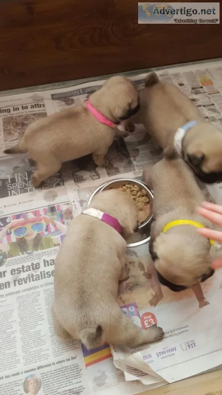 Akc assured breeder8 fantastic pug