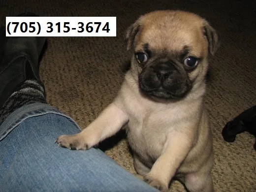 Home raised pugs puppies with shots