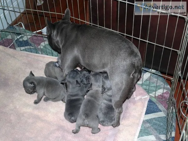 French bulldog puppys ready now