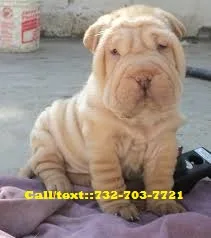 Agreeable chinese shar pei puppies
